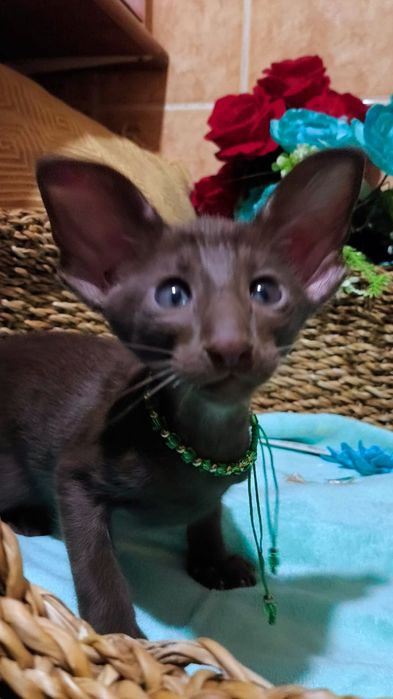 Ориентальные котята ( бронь и готовые )