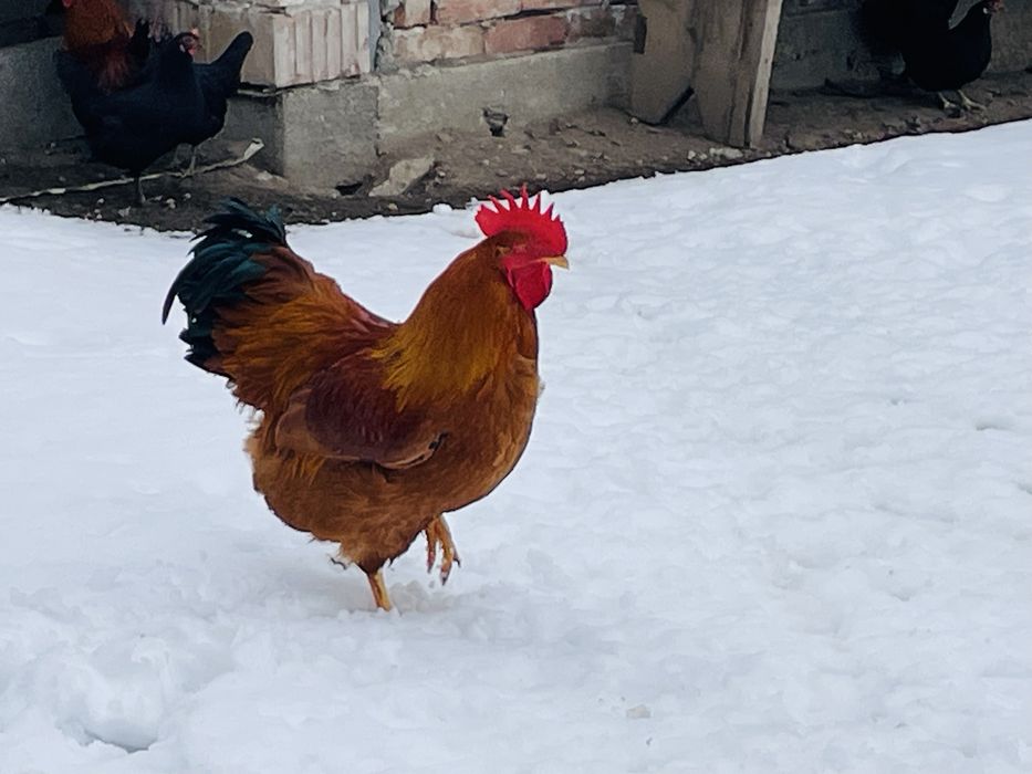 Cocosi tineri New Hampshire