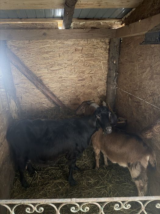 Capră și iadă anglonubian