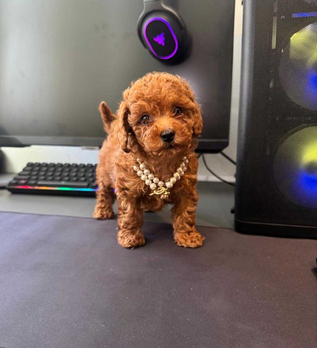 Fetita Poodle, Pudel, Canis, Barboni, Caniche Toy red 2 luni, ideala pentru familie