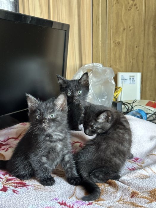 Котята в добрые хорошие руки