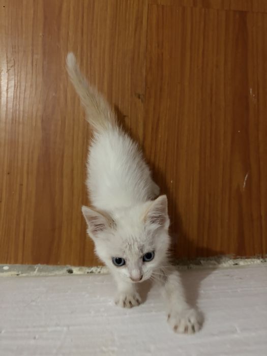 Срочно отдам котенка девочка