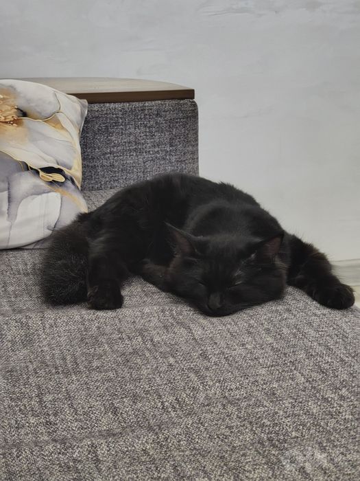Котенок бесплатно, в добрые руки. Мальчик