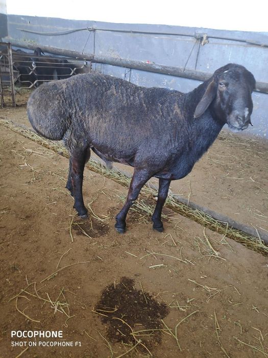 Qassob servis xizmati,sogʻlom boqilgan qo'chqor bor dastafka xizmat ic