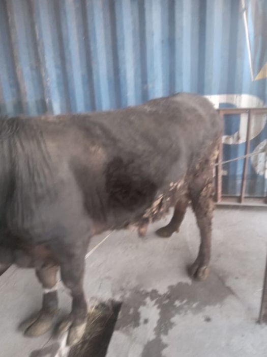 Домашний бык ………………