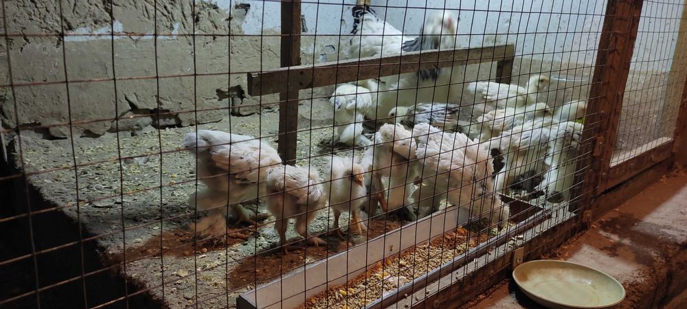 Brama светлый гибрид