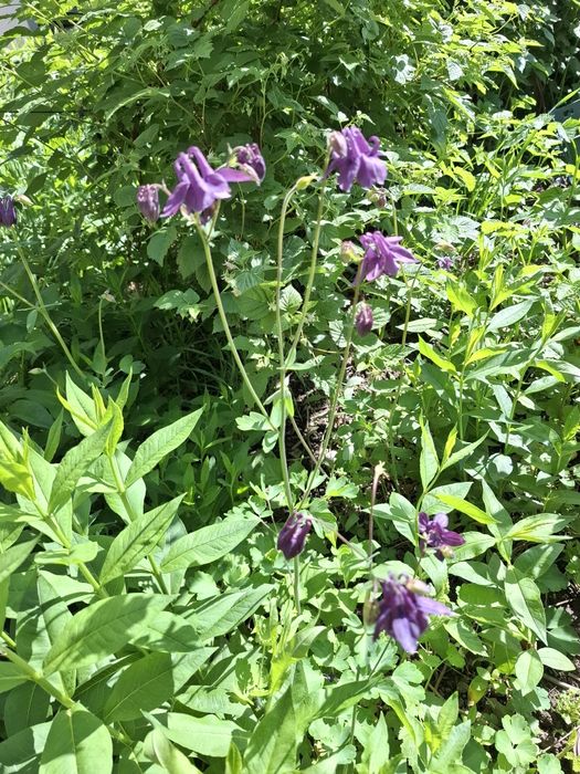 Цветы многолетнии разные