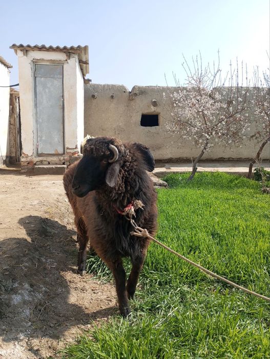 Boqilgan qo'chqorlar sotiladi. Manzil shofirkon tumani, yangiobod q/q