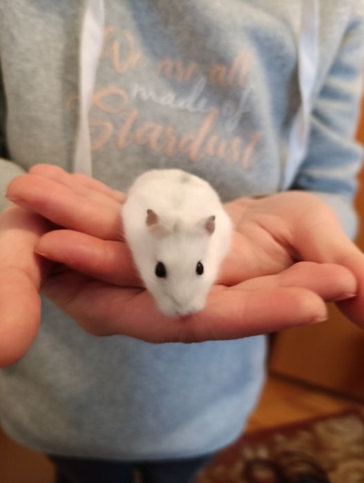 Donez hamster Timișoara