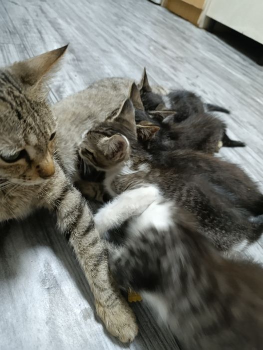 Отдам котят только в хорошие руки
