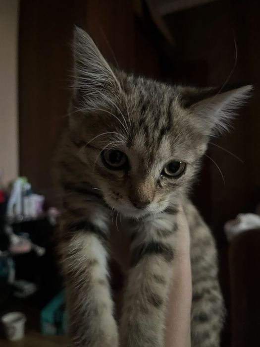 Отдам котёнка в добрые руки