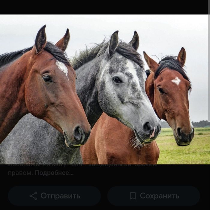 10 құлынды бие , айғыр сатылады .