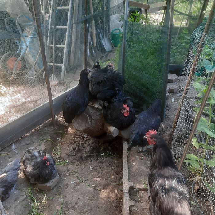 Cocos australorp de 6 luni 10 buc