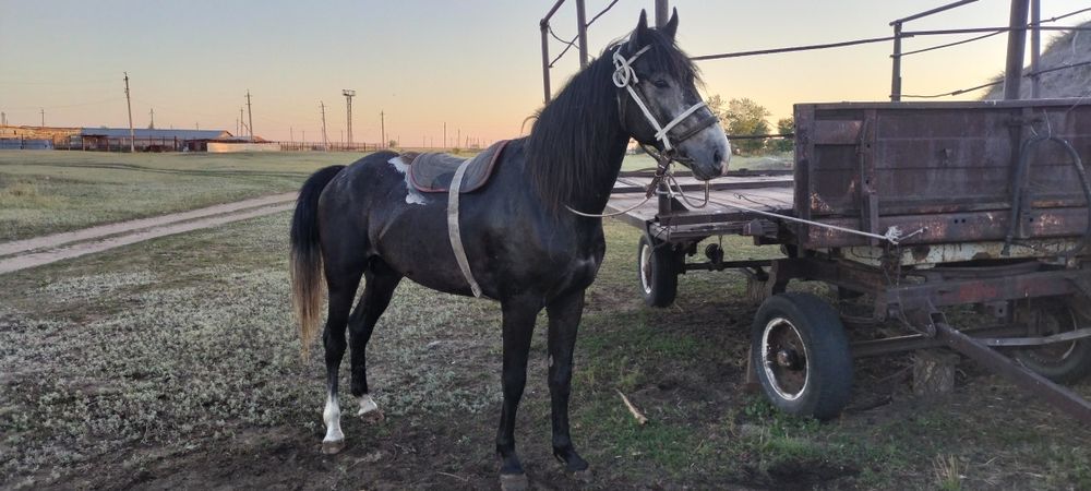 Продам жеребца, иноходца