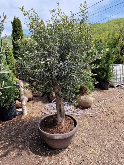 Lamai, portocali, mandarini, palmieri, maslini, plante exotice, cycas