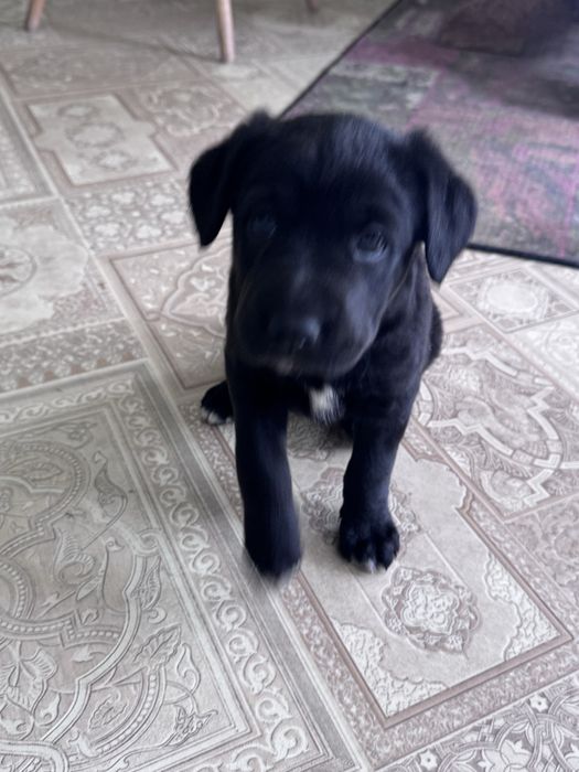 Щенки 1 месяц, девочка и мальчик