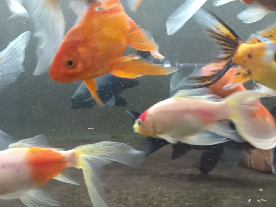 Золотые рыбы кометы черные