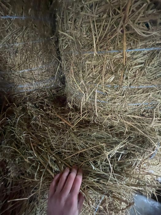 Vând baloți de lucernă.