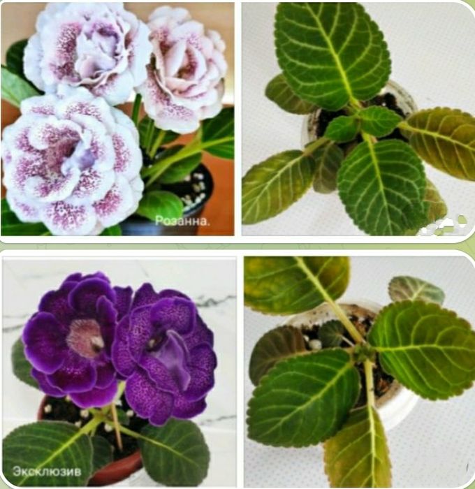 Глоксинии первогодки с бутонами