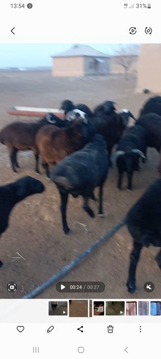 Quziqo‘chqorlar sotiladi 30ta semiz qo‘chqorlar narxi 4mln 600 kami bo