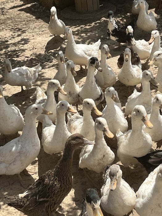 Утка Үйрек сатылады