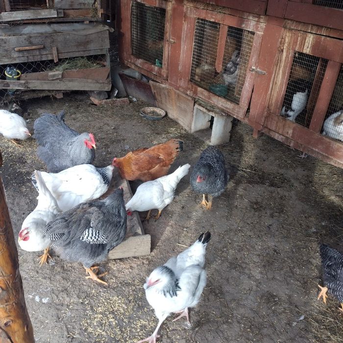 Schimb sau vînd găini rasa Sussex și New Hampshire