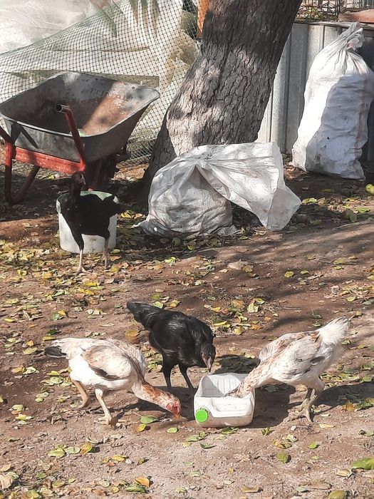 Дакан бойцовый куры