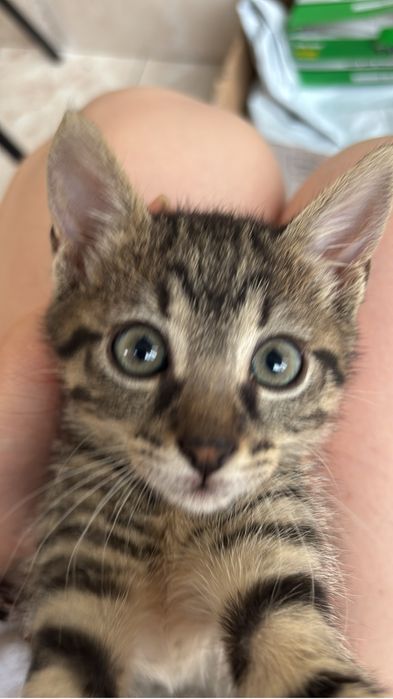 Pisica pentru adoptie