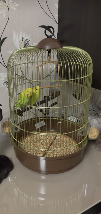 cusca perusi/papagali/pasari