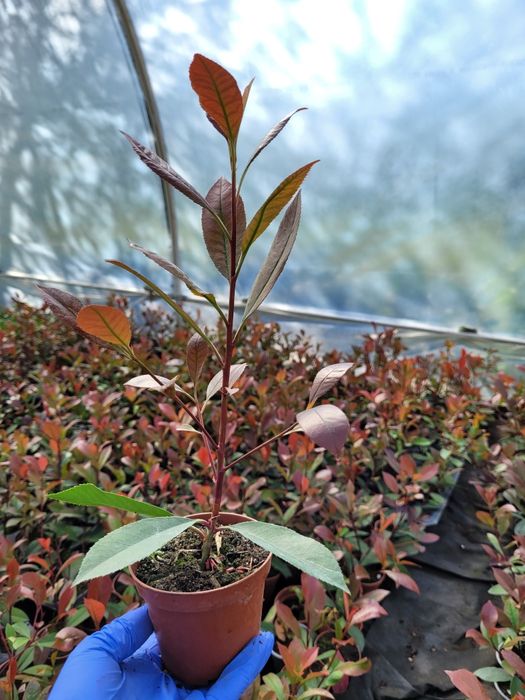 Photinia Red Robin ±30 cm