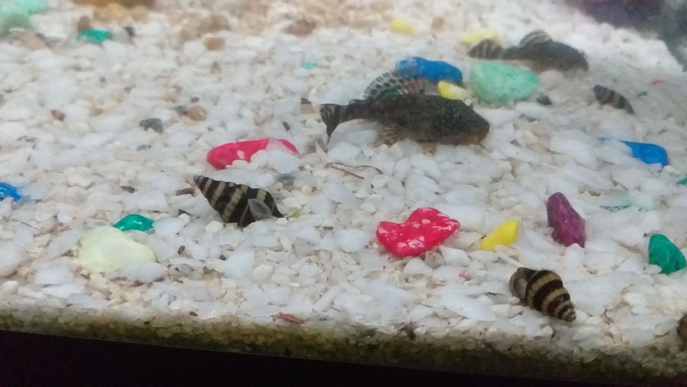 Улитки Хелена отличный помощник в аквариуме