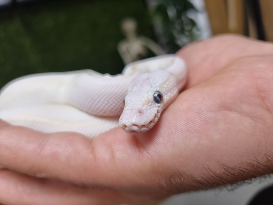 vând mascul de piton regal