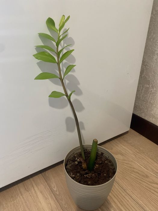 Замиакулькас/евро дерево