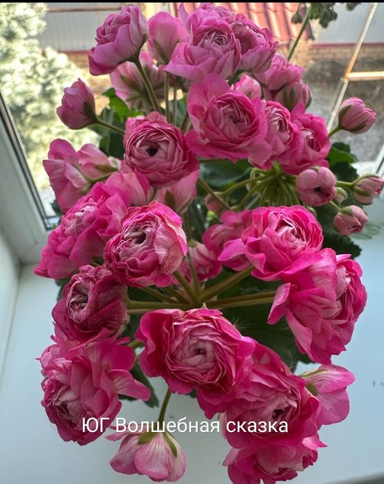 Пеларгонии укорененные