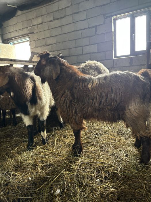 Продам козла , возраст 1 год. Очень активный