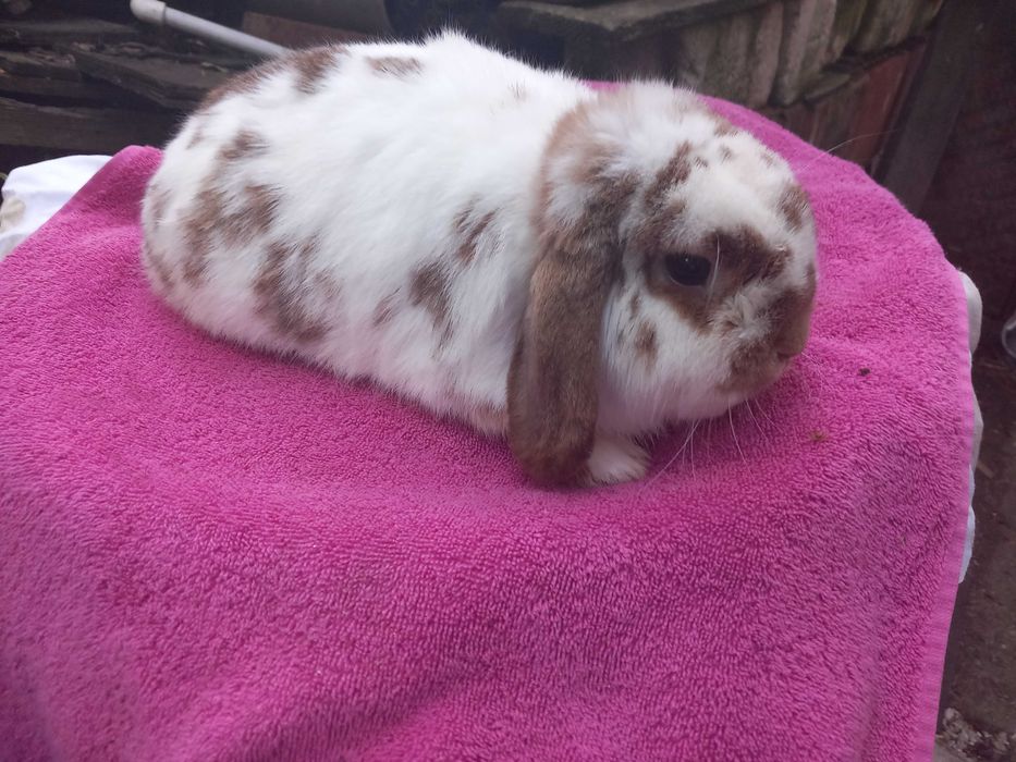 Iepure PITIC Iepurasi Berbec Holland Lop Mini Toys