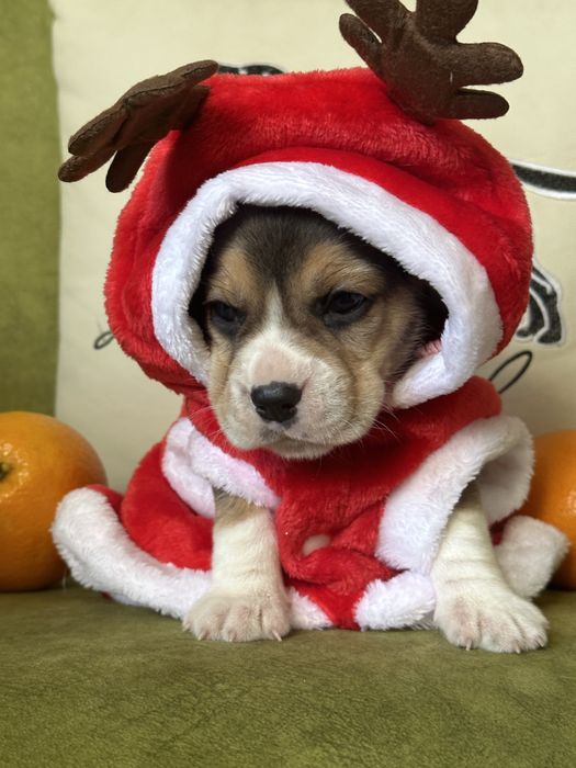 Щенки бигля, питомник, документы