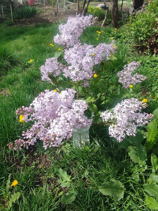 Сирень особо душистая