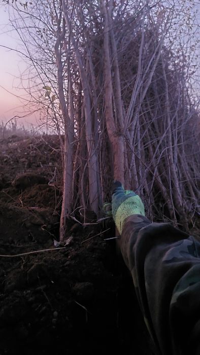 Қарағаш көшеттері