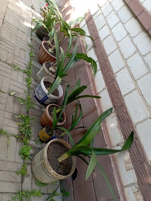 Продам цветок Кливия