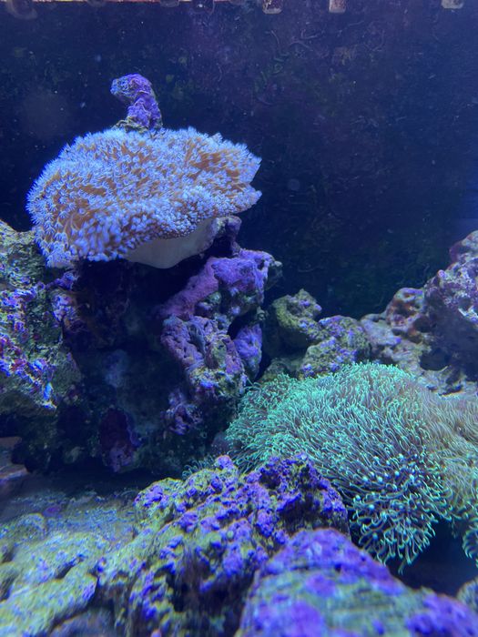 Piatra vie/ live rock pt acvariu marin