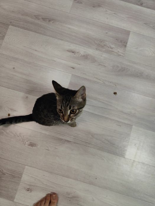 Даром котенка девочка