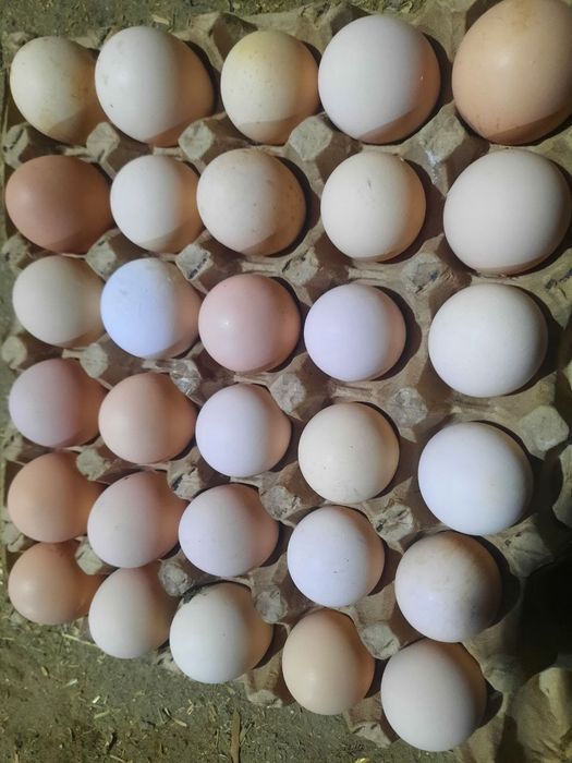 Домашний тухум 2200