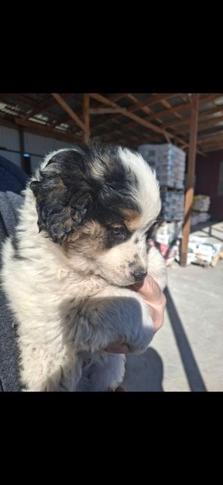 Отдам   щенка (кабель).