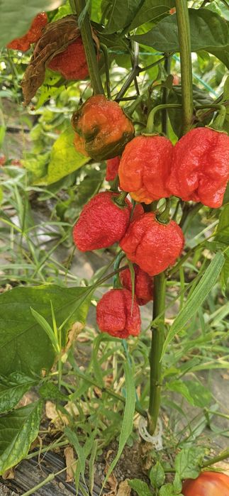Ardei Carolina reaper proaspat