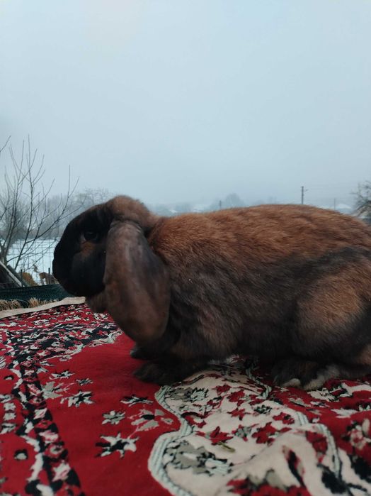 Iepuri berbec german