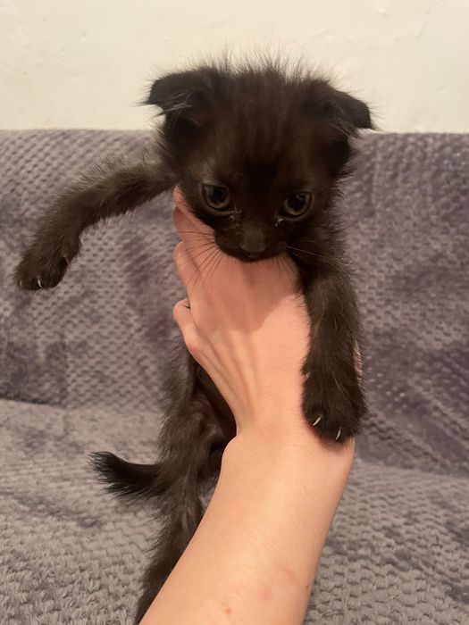 Отдам котят в добрые руки