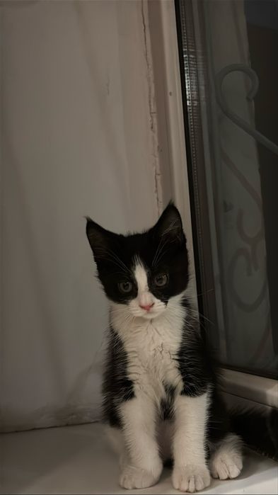 домашний котенок