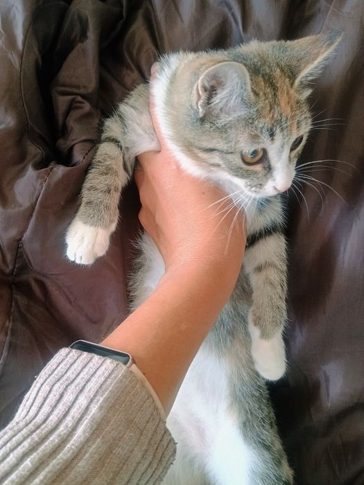 Отдам в добрые руки котенка