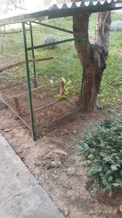 Qafas ugolniydan yasalgan